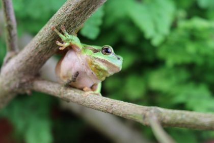 Noch quaken sie: Frösche in der Hochsaison ihrer Frühlingskonzerte