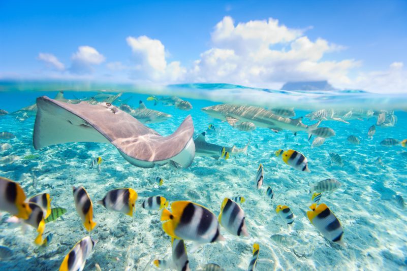 Fische können rechnen