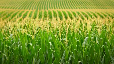 Versorgungsengpässe? China kauft große Mengen Mais von den USA