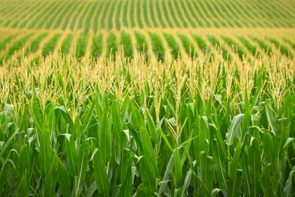 Versorgungsengpässe? China kauft große Mengen Mais von den USA