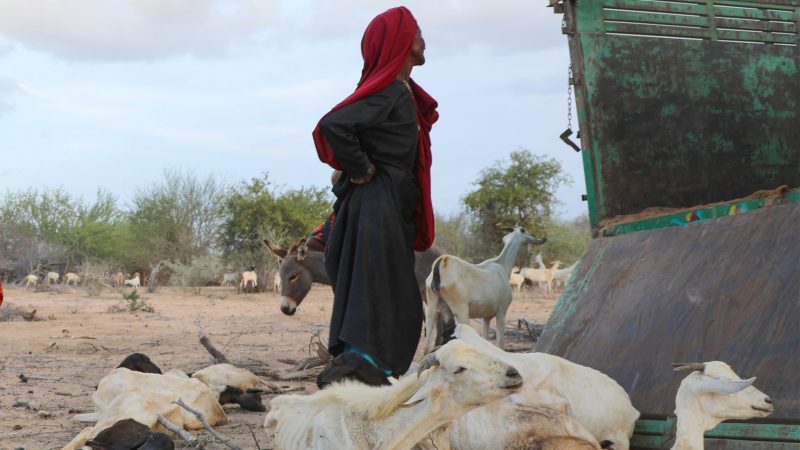 Ein Foto der Hilfsorganisation CARE International zeigt eine Frau, die in Somalia mit ihrem verbliebenen Viehbestand in einem Lager für Binnenflüchtlinge ankommt.