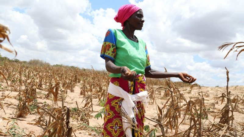 Die Dorfbewohnerin Zawadi Msafiri steht auf einem verdorrten Maisfeld im kenianischen Kilifi. Das westafrikanische Land kämpft mit der dritten Dürre innerhalb eines Jahrzehnts - der Krieg in der Ukraine verschlimmert die ohnehin katastrophale Situation.