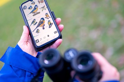 Umweltschützer rufen ab Donnerstag wieder zu Zählung von Gartenvögeln auf