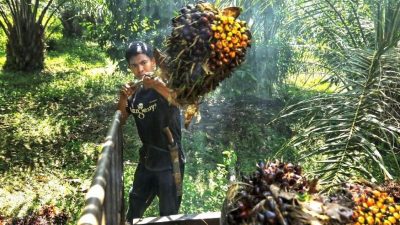 Kekse und die Palmöl-Krise