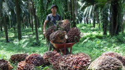 Indonesien: Exportverbot von Palmöl aufgehoben