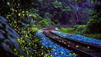 Taiwan: Ökologisches Wunder – Glühwürmchen kehren in die Städte zurück