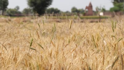 Weizenpreis steigt wegen Indiens Exportstopp auf neuen Rekord