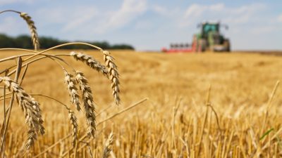 Özdemir: Bauern über EU-Regeln mehr Weizenanbau ermöglichen