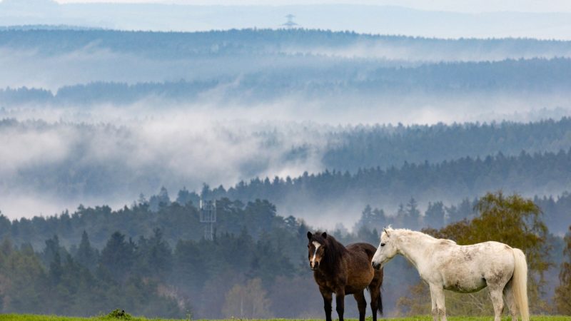Pferde stehen auf einer Koppel in Ilmenau (Thüringen), während in den Tälern der Nebel aufsteigt.