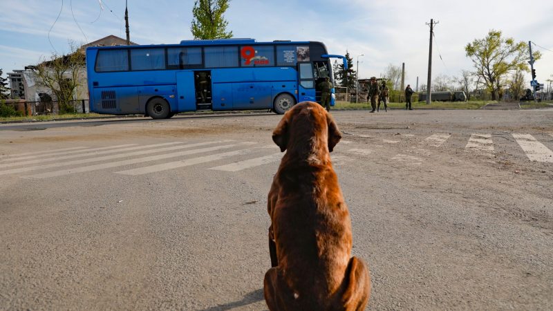 Die geretteten Zivilisten aus dem Stahlwerk Asovstal verlassen Mariupol. Ein streunender Hund schaut aus der Ferne zu.