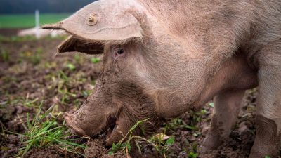 Schweinepest-Ausbruch bei Hausschweinen in Baden-Württemberg