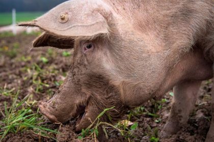 Schweinepest-Ausbruch bei Hausschweinen in Baden-Württemberg