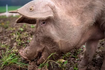 Schweinepest-Ausbruch bei Hausschweinen in Baden-Württemberg