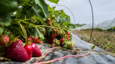 Erdbeeren unterpflügen, Spargelfelder aufgeben