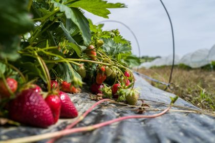 Erdbeeren unterpflügen, Spargelfelder aufgeben
