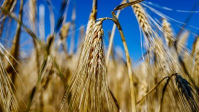 Trotz Ukraine-Krise: Getreidepreise fallen – Analysten suchen nach Erklärung