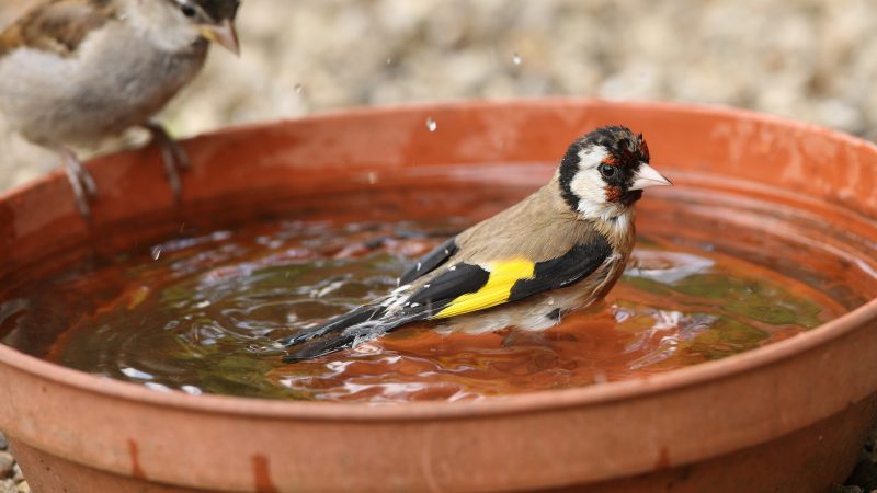 Wasserstellen sind eine willkommen Erfrischung bei Wildtieren. Nicht nur Spatz und Stieglitz nutzen das Wasser zum Trinken und ausgiebigen Baden.
