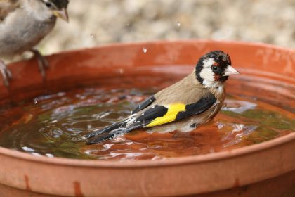 Sommerliche Soforthilfe für Igel, Vögel und Insekten