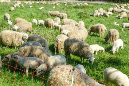 Wenn die Lämmer schweigen – Deutschlands Weidetierhaltung in Gefahr