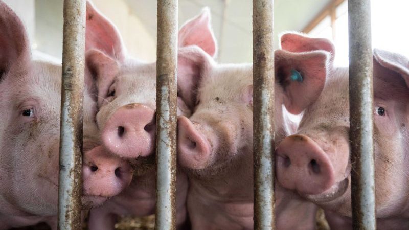 Schweine stehen in einem Schweinestall. Die Ampel-Koalition ringt seit Wochen um eine Finanzierung für den geplanten Umbau der Tierhaltung hin zu höheren Standards.