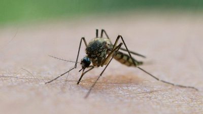 Stechmücken derzeit sehr aktiv – droht Plage im Sommer?
