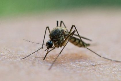 Stechmücken derzeit sehr aktiv – droht Plage im Sommer?