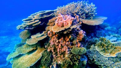 Korallen stehen auf Felsen des Great Barrier Reef vor Australien (Aufnahmedatum unbekannt).