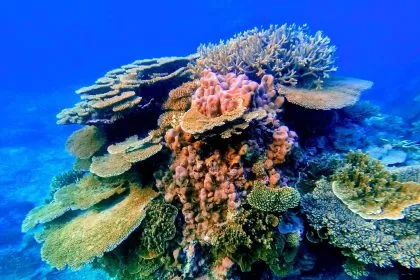 Entgegen allen Warnungen: Great Barrier Reef wächst wie noch nie
