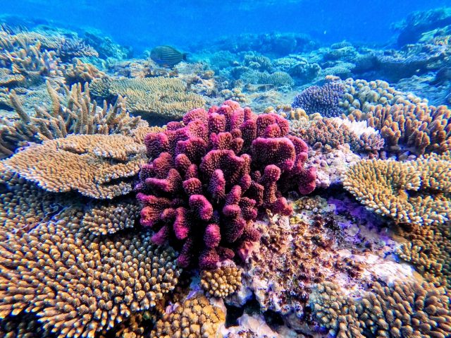 Natur in Gefahr: Die wohl bekanntesten Korallen finden sich am Great Barrier Reef vor Australien.