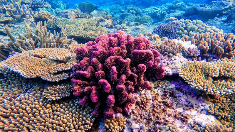 Natur in Gefahr: Die wohl bekanntesten Korallen finden sich am Great Barrier Reef vor Australien.