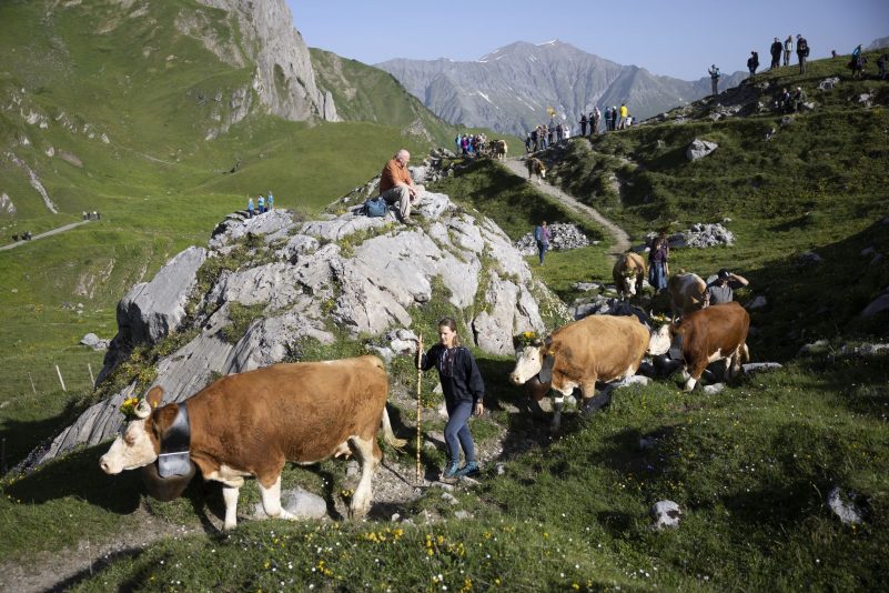 Eine Kuhherde kommt für ihren Sommeraufenthalt auf der Engstligenalp in der Schweiz an. Begleitet von erfahrenen Kuhhirten bewältigen die rund 500 Rinder die 600 Höhenmeter in etwas mehr als einer Stunde.