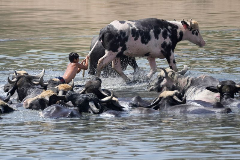 Ein Junge wäscht Wasserbüffel im Diyala-Fluss im Irak. Die Tiere werden täglich gebadet, um sie von Krankheiten freizuhalten und sie vor der Hitze zu schützen.
