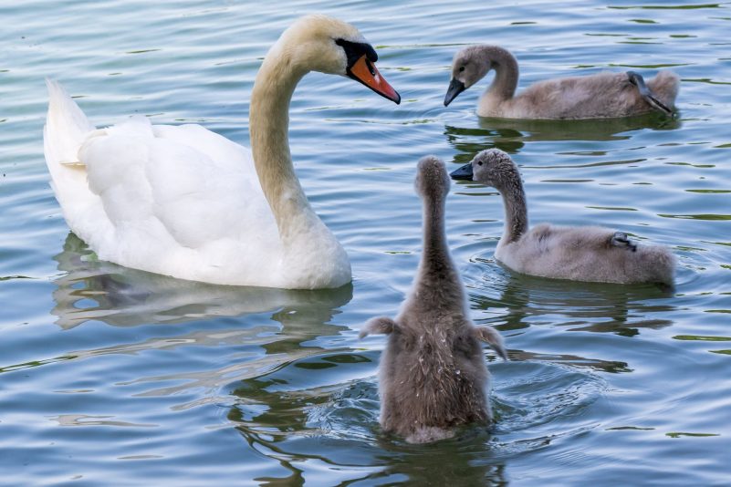 Ein Schwan schwimmt mit seinen Jungen auf dem Kleinhesseloher See in München. Bei den heißen Temperaturen muss er wohl auch mit vielen Menschen um Plätze am Wasser konkurrieren.