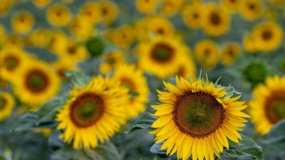 Es gibt wieder genug Sonnenblumenöl