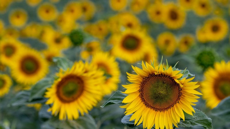 Repräsentanten des Sommers: Ein Sonnenblumenfeld bei Bad Dürrenberg. Die Pflanzen kommen jedoch nicht in die Vase, aus den Kernen wird hauptsächlich Speiseöl gewonnen.