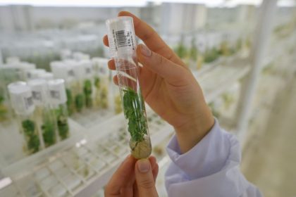 WEF-Plan: Mit „Grüner Gentechnik“ den Klimawandel bekämpfen