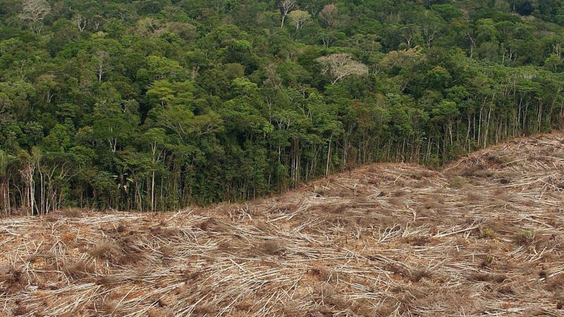 Abholzung des Regenwalds im Amazonasgebiet in Brasilien. Jeden Tag werden große Flächen Regenwald zerstört.