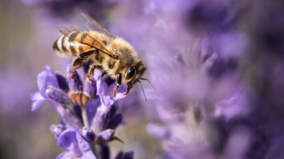 Bestäubung durch Bienen in der Stadt besser als auf dem Land