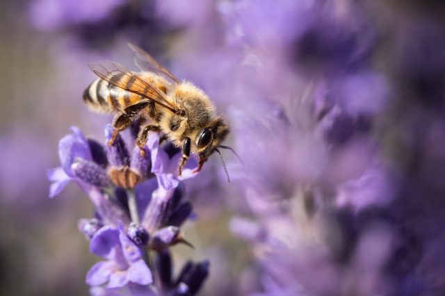 Bienen lieben Lavendelblüten.
