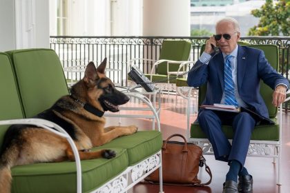 Zahlreiche Beiß-Vorfälle: Bidens Hund muss Weißes Haus verlassen