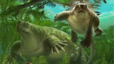 Säugetier-Urahn entdeckt: Pummelige Echse, die lebte wie ein Nilpferd