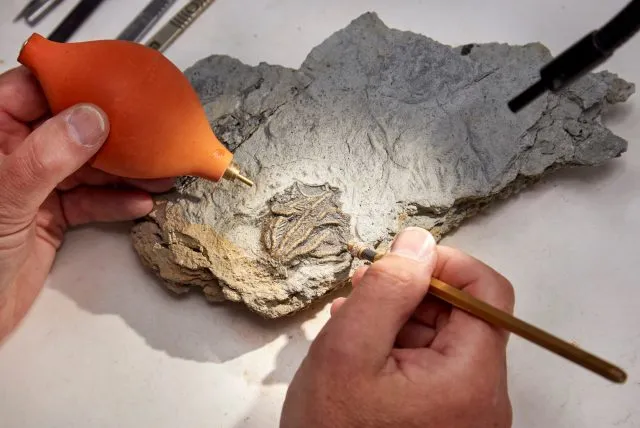 Präparation der Fossilien durch Mark Graham
