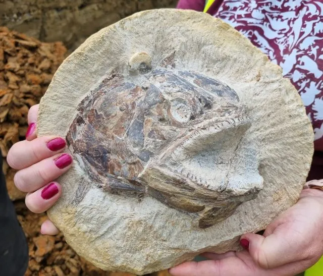 Fossilien: 3D-Fisch