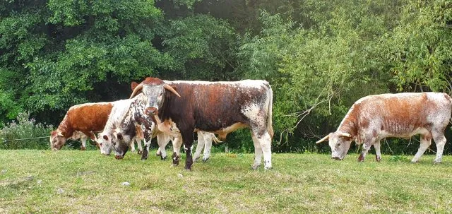 Fossilien fischen auf der Farm