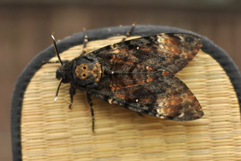 Flugkünstler Totenkopfschwärmer