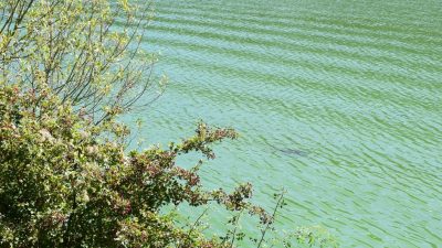 Mosel weist so viele Blaualgen auf wie noch nie