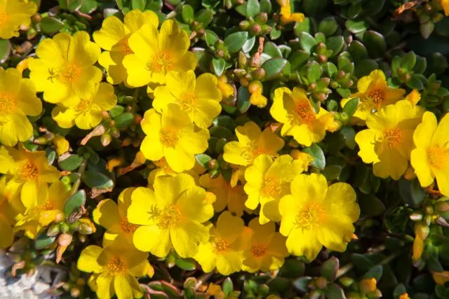 Essbare Blumen: Nr. 7 - Portulak