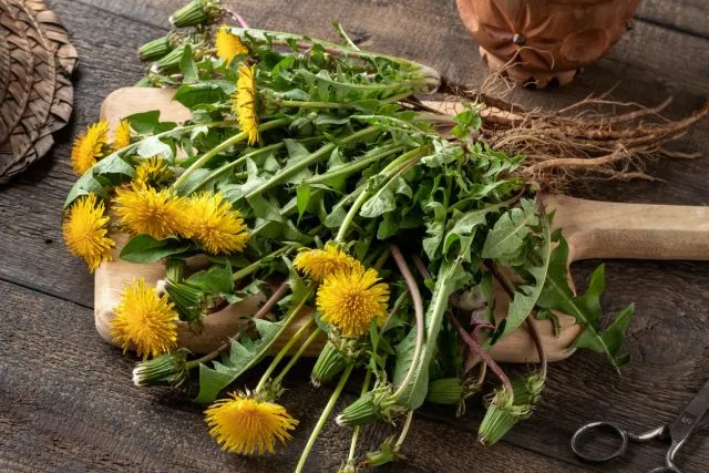 Essbare Blumen: Nr. 2 - Löwenzahn
