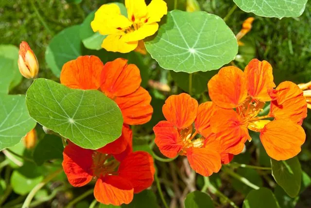Essbare Blumen: Nr. 5 - Kapuzinerkresse