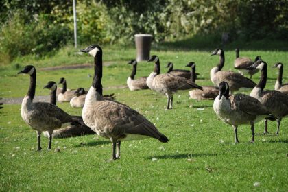 Wochenrückblick: Von der Kölner Wildgänseplage bis zur aufgegeben CO₂-Neutralität Kopenhagens